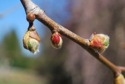 Platanus × hispanica - platan javorolistý - pupeny